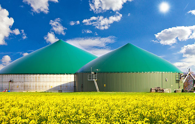 Zwei Silos mit grünen Dächern einer Biogasanlage – im Vordergrund ein Rapsfeld